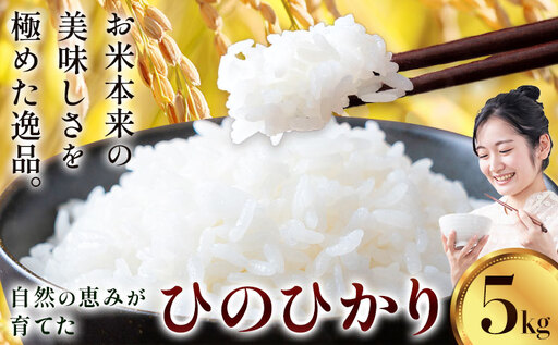 [先行予約]令和8年産 米 ひのひかり5kg 城農園[11月出荷]熊本県 菊池市 ふるさと納税 米 お米 ご飯 ごはん 白ご飯 七城 ひのひかり ヒノヒカリ 令和8年産 菊池米 先行予約 精米 白米