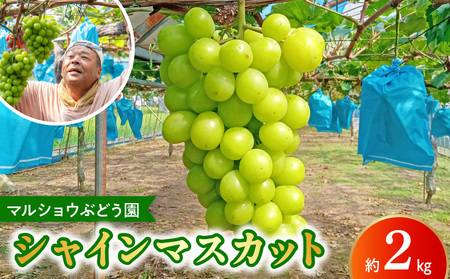 マルショウぶどう園 シャインマスカット約2kg