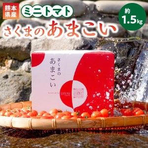 F137-1　熊本県産　ミニトマト　約1.5kg　「さくまのあまこい」