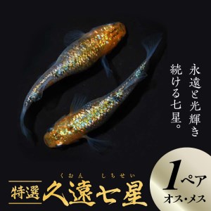 舞めだか生産 特選 『久遠七星』オス・メス 1ペア