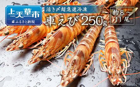 活き〆超急速冷凍車えび 250g(約8〜11尾) 車海老 車えび 車エビ 海老 えび エビ 刺身 刺し身 真空パック 海鮮 冷凍 熊本県 上天草市