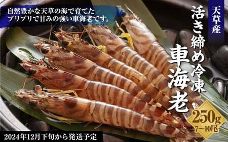 活き締め冷凍車海老250g えび エビ 海老 車海老 車えび 活き締め 250g 7〜10尾 冷凍 熊本県 上天草市 [2024年12月下旬から2025年3月下旬まで発送予定]