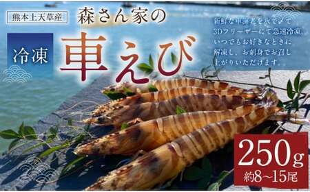 森さん家の冷凍車えび 活き〆冷凍車海老250g(約8〜15尾)車海老 くるまえび 車えび 国産 天草の海 冷凍 [2024年8月上旬から2025年3月下旬発送予定]