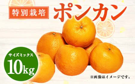 ystzʍ͔||J 10kg TCY~bNX k |J ۂ񂩂 t[c ʕ ʎ BY F{ Vsy2026N1{2{\z