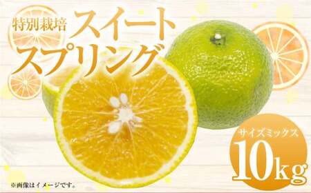[先行受付]特別栽培スイートスプリング 10kg サイズミックス スイートスプリング みかん フルーツ 果物 果実 特別栽培 九州 熊本県産[2025年12月下旬から2026年2月上旬発送予定]