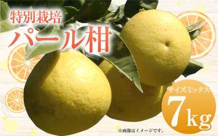 [先行受付]特別栽培パール柑(天草文旦) 7kg サイズミックス パール柑 天草文旦 柑橘 果物 フルーツ 熊本県産[2026年2月下旬から4月上旬発送開始]