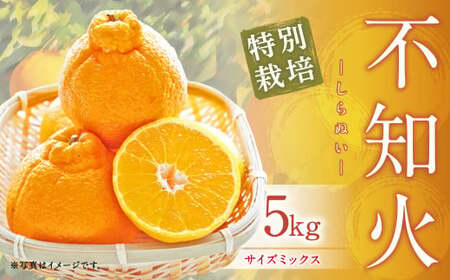 [先行受付]特別栽培不知火 5kg サイズミックス 特別栽培 不知火 柑橘 デコポン でこぽん フルーツ 果物 果実 九州産 熊本県産[2026年3月上旬から4月上旬発送予定]