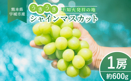 シャインマスカット 1房 約600g 2025年発送 先行予約 フルーツ ぶどう 果物 大粒 高級 ブドウ 葡萄 くだもの 果物 マスカット 宇城市産 熊本県産 九州 国産 冷蔵 送料無料 [2025年7月下旬より順次発送] 不知火 発祥の地 うきうき シャインマスカット 1房 約600g
