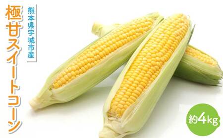 [先行予約] 極甘 スイートコーン 約4kg (12〜14本)山本農園 コーン とうもろこし トウモロコシ 玉蜀黍 糖度18度以上 [2026年4月下旬から順次発送] 甘い 野菜 やさい 国産 九州産 熊本産