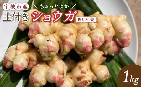 [先行予約][2025年10月中旬から2025年12月下旬より順次発送予定]生姜 熊本県宇城市産 囲い生姜(土付き)「ちょっとよかショウガ」1kg 宇城市産生姜 熊本生姜 香り生姜