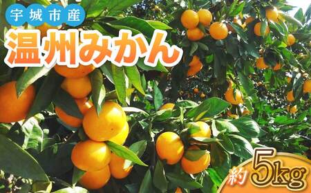 ���B�݂��� ��5kg�i2S�`2L�T�C�Y ��30�`60�ʁj�y2026�N1�����{?3�����{�������\��z