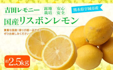 [11月上旬〜順次発送予定]国産リスボンレモン 約2.5kg 吉田レモニー