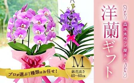 [森水木のラン屋さん]洋蘭 ギフト M 鉢花(高さ40〜60cm)お祝い 贈り物 フラワーギフト