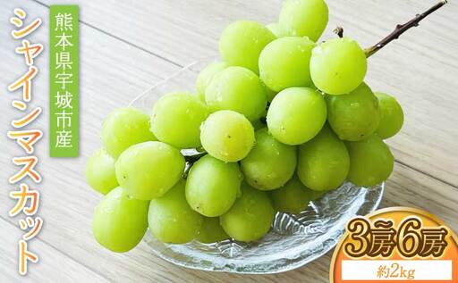 シャインマスカット 約2kg 3房〜6房[2026年7月中旬〜8月中旬頃順次発送予定]熊本県産シャインマスカット 宇城市産シャインマスカット シャインマスカット約2kg シャインマスカット