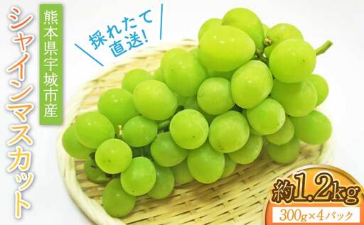 採れたて直送!シャインマスカット 約1.2kg(300g×4パック入り)[2026年7月中旬〜8月中旬頃順次発送予定]熊本県シャインマスカット 宇城市産シャインマスカット シャインマスカット4パック 高級マスカット