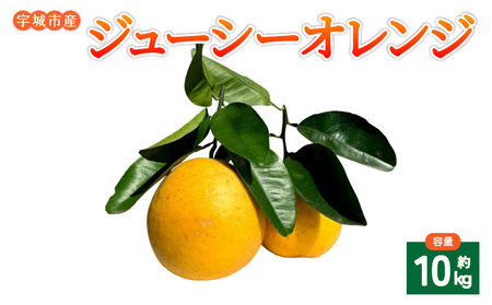 みかん ジューシーオレンジ 河内晩柑 約10kg 20玉前後[吉良果樹園][5月上旬から8月下旬発送予定]宇城市産みかん 国産みかん 熊本みかん みかん10kg