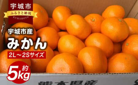 みかん 5kg 2L〜2Sサイズ[2024年10月下旬〜12月下旬発送予定] 果物 くだもの フルーツ ミカン オレンジ 柑橘