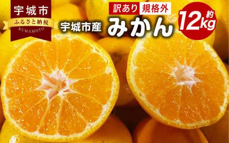 訳あり みかん 12kg 規格外 サイズ不選別[2024年10月下旬〜12月下旬発送予定] 果物 くだもの フルーツ ミカン オレンジ 柑橘 訳アリ