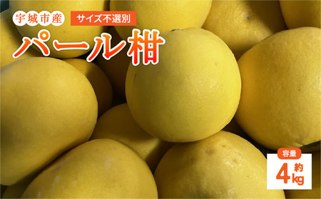 [先行予約] パール柑 4kg サイズ不選別[2026年1月下旬〜2月下旬発送予定] 果物 くだもの フルーツ 柑橘 文旦 ぶんたん ザボン ポンカン
