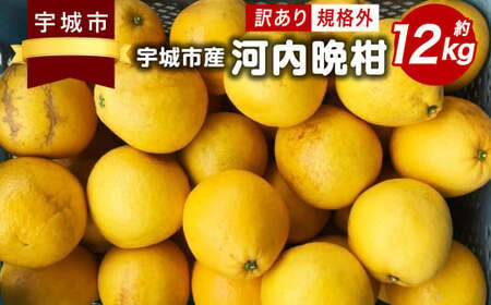 訳あり 河内晩柑 12kg 規格外 サイズ不選別[2025年5月下旬〜6月下旬発送予定] 果物 くだもの フルーツ 柑橘 かわちばんかん 訳アリ