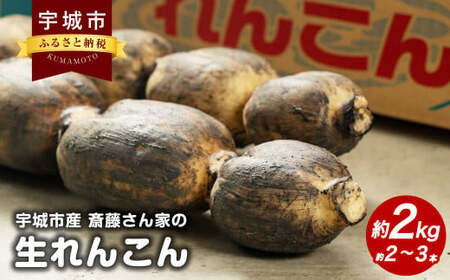 斎藤さん家の「生」れんこん 約2kg[2024年9月上旬〜2025年3月上旬発送予定]レンコン 蓮根 根菜