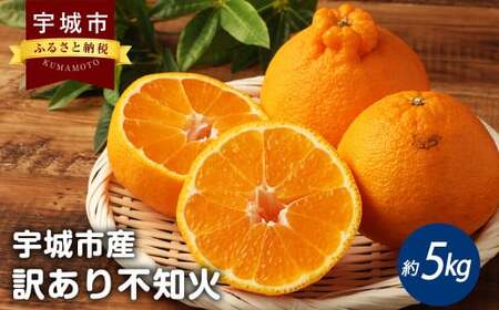 訳あり 完熟 不知火 約5kg(15〜22玉)[高岡農園][2025年3月上旬〜2025年4月上旬発送予定]不知火 デコポン 柑橘 デコポンの品種名が不知火 デコポン® デコポンはJA熊本果実連の登録商標 デコポン発祥の地