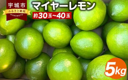 マイヤーレモン 5kg(30玉〜40玉)[ひかる農園][9月上旬から12月下旬発送予定]レモン れもん 檸檬