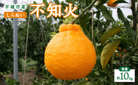 s\ sm 10kg 2026N2{4{\ ʂ Ђ_