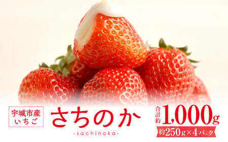 いちご [2月発送] いちご「さちのか」約250g×4パック[わたなべいちご園] 宇城市産いちご 熊本県産いちご 宇城市産いちご 熊本いちご 国産いちご いちご4パック