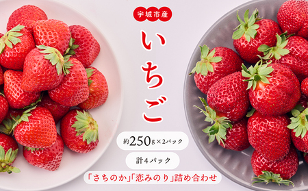 y3z s\  ûvû݂v lߍ킹 250g×4pbN