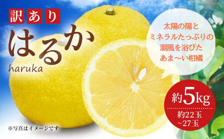 [先行受付]訳あり はるか 約5kg(22玉〜27玉)[吉田レモニー][2025年2月上旬〜2025年5月下旬発送]みかん 柑橘