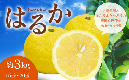 みかん [先行受付]はるか 約3kg(15玉〜20玉)[2025年2月上旬〜2025年5月下旬発送]みかん 柑橘 はるかみかん はるかちゃん はるかみかん3キロ ジューシーはるか [吉田レモニー]