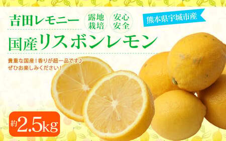 レモン 国産 リスボンレモン 約2.5kg 20〜30玉[吉田レモニー][2024年11月上旬〜2025年7月上旬発送]檸檬 レモン 柑橘 果物 国産レモン 宇城市産レモン 熊本県産レモン