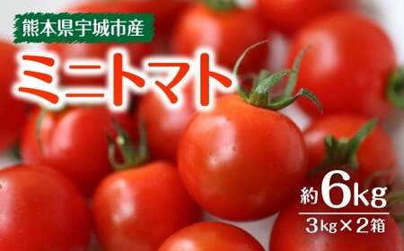 ミニトマト 約3kg×2箱 合計約6kg[11月下旬から2025年5月上旬発送予定] トマト とまと プチトマト 新鮮トマト フレッシュトマト