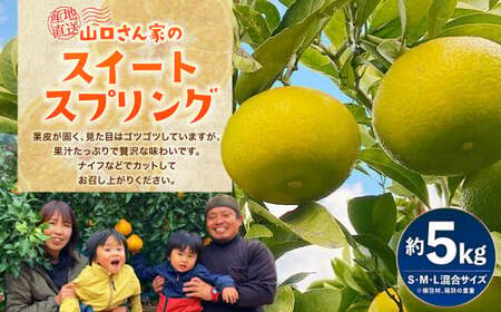 山口さん家のスイートスプリング 約5kg [12月下旬から2025年1月上旬発送予定]柑橘 果物 フルーツ