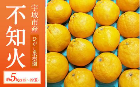 [先行予約]不知火 約5kg(15〜22玉)[ひがし果樹園][2025年3月上旬〜4月下旬発送予定]柑橘 宇城市産デコポンと同品種 デコポン発祥の地 デコポンの品種は不知火 デコポンはJA熊本うきを代表するブランド柑橘