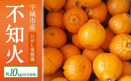 [先行予約]不知火 約10kg(40玉前後)[ひがし果樹園][2025年3月上旬〜4月下旬発送予定]柑橘 宇城市産デコポンと同品種 デコポン発祥の地 デコポンの品種は不知火 デコポンはJA熊本うきを代表するブランド柑橘