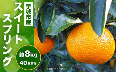 みかん スイートスプリング 約8kg(40個前後) ひでみかん [12月上旬から2025年1月下旬発送予定] 熊本県産みかん 宇城市産みかん