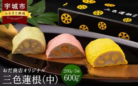 三色蓮根(中)約200g×3本 合計約600g 蓮根 れんこん レンコン からし わさび さくら 熊本県 宇城市