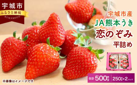 [JA熊本うき]いちご 恋のぞみ 平詰め(250g×2パック)合計500g[2025年1月上旬〜3月上旬発送予定]苺 イチゴ