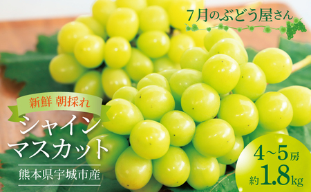 7月のぶどう屋さん 新鮮朝採れシャインマスカット 4〜5房 (約1.8kg) 松川果樹園 新鮮 シャインマスカット 朝採れ マスカット ギフト 贈答用 種なし ぶどう 葡萄 国産 九州 熊本県 宇城市 皮ごと食べられる[2025年7月下旬から2025年9月上旬頃発送予定]