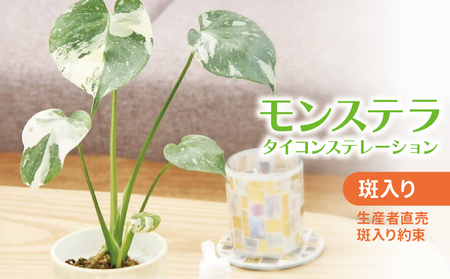 斑入り モンステラ タイ コンステレーション 2.5号ポット 栽培苗 植え替えセット付き ベージュ系素焼き鉢 熊本県 宇城市産 モンステラ 希少品種 観葉植物 インテリア グリーン 希少 品種 斑入り植物 おしゃれ ギフト 室内 人気 初心者 向け リビング 開店祝い 新築祝い [森水木のラン屋さん]