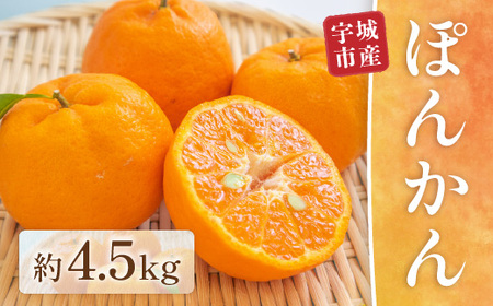 [先行予約] ぽんかん 約4.5kg ポンカン みかん ミカン オレンジ 蜜柑 果物 柑橘 フルーツ くだもの 熊本 九州産 薄皮 甘い 食べやすい むきやすい ビタミンC 家庭用 自宅用 国産 くまふる [2026年1月中旬頃から順次発送予定]