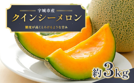 [先行予約] クインシーメロン 約3kg メロン めろん くいんしー 赤肉 フルーツ くだもの 熊本 九州産 青肉 人気 おすすめ 甘い 濃厚 高糖度 家庭用 自宅用 産地直送 国産 くまふる [2026年5月上旬頃から順次発送予定]