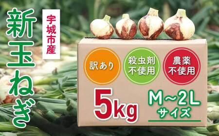 新玉ねぎ 約5kg 訳あり
