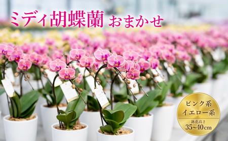 ミディ胡蝶蘭 おまかせ