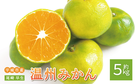 先行予約 みかん 尾崎 早生 温州みかん 約5kg (30玉前後) [2026年12月上旬から12月下旬頃発送予定]
