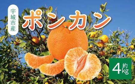 ��s�\�� �|���J�� ��4kg 20�O�� 2026�N1����{����2����{�����\�� �Ђł݂���