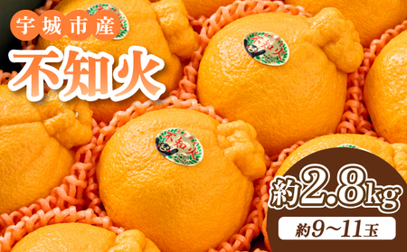 [ 2026年2月上旬-2026年5月上旬発送予定] 不知火 約2.8kg (9〜11玉)