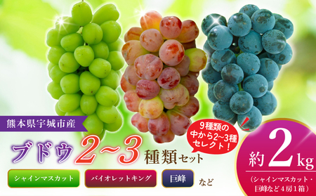 先行予約[2026年8月下旬から2026年9月上旬頃発送] ブドウ 2〜3種類セット 約2kg